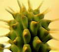 Hoodia - new way for weight loss